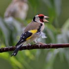 goldfinch